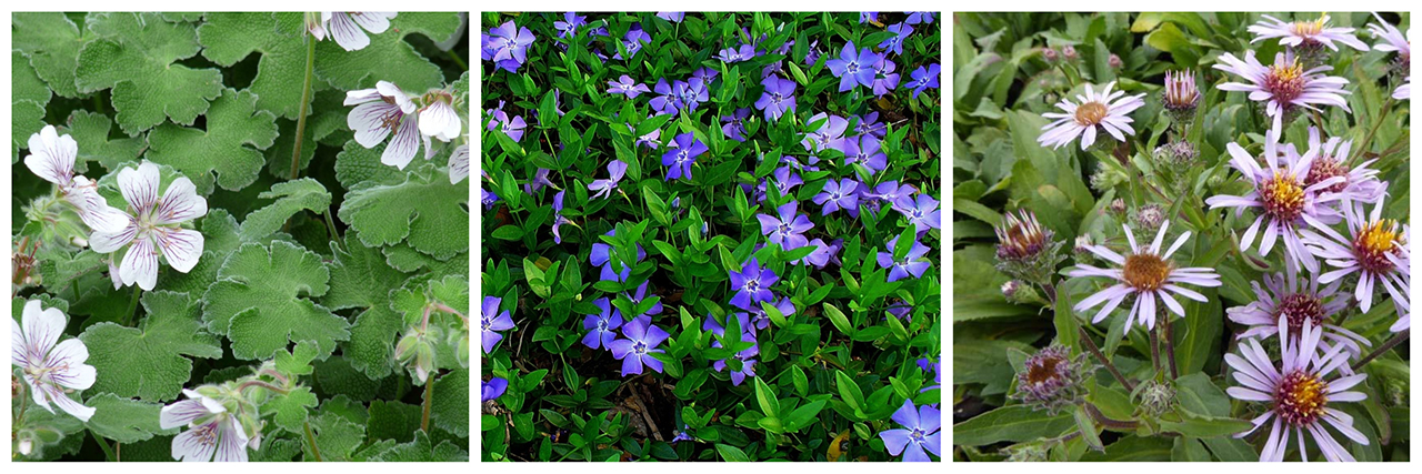 Geranium Renardii, Vinca minor, Aster Sibericus