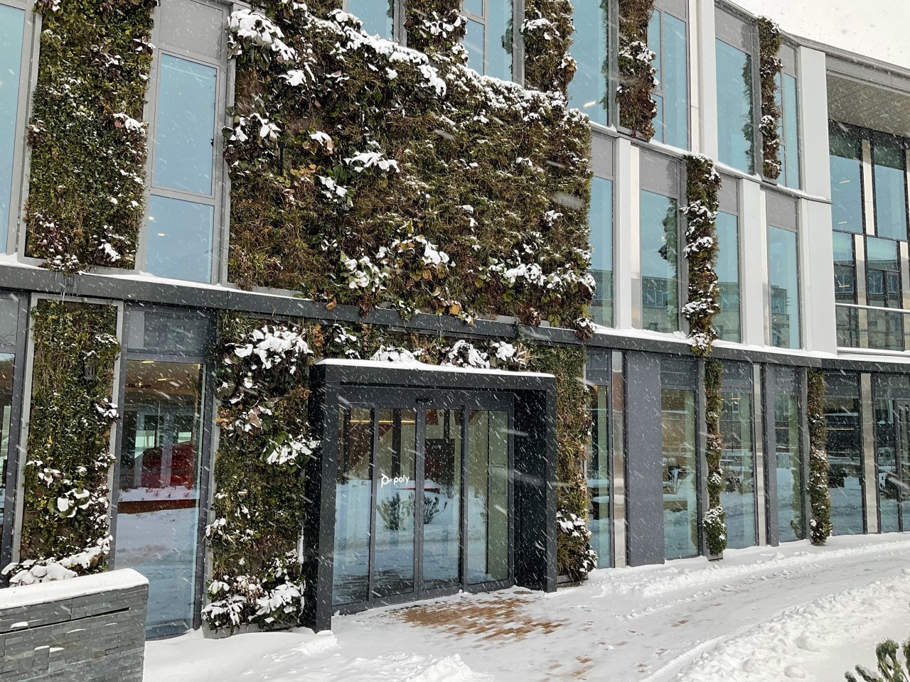 A SemperGreenwall in winter