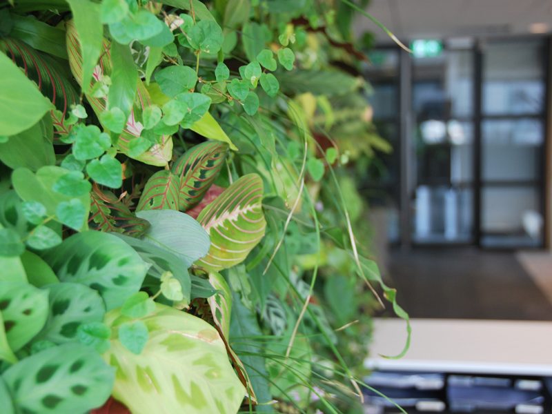 Living wall plants air-purifying