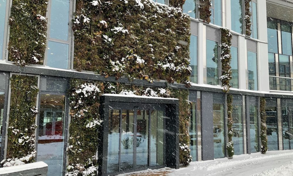 A SemperGreenwall in winter